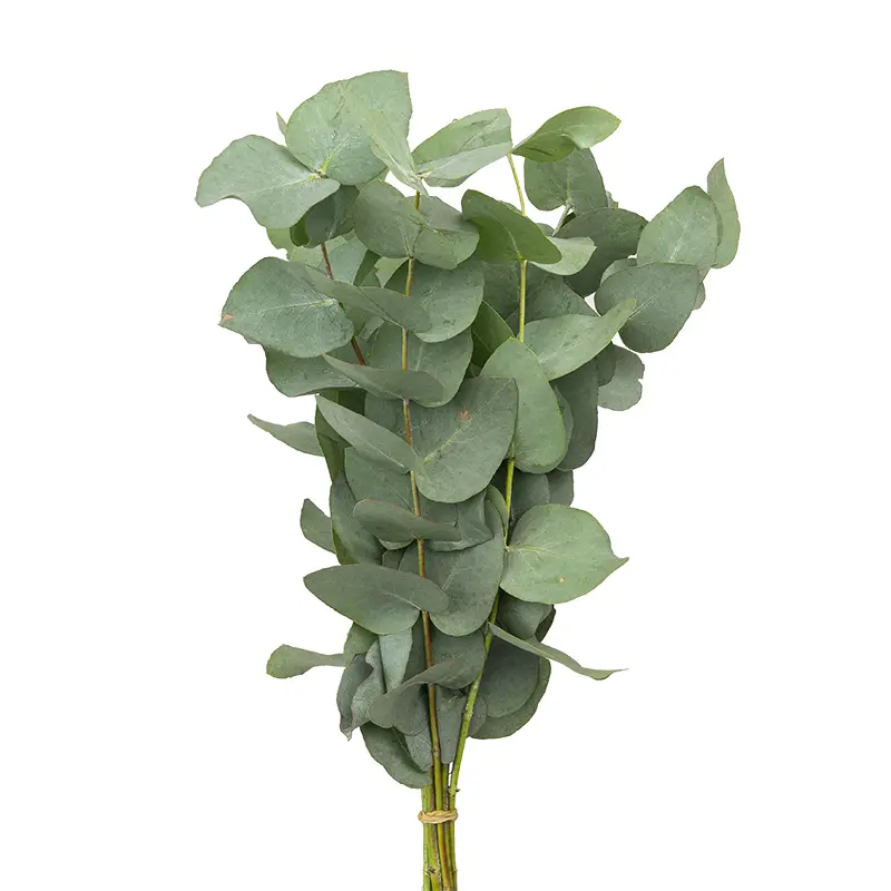 Зелень эвкалипт (Eucalyptus) (00007)