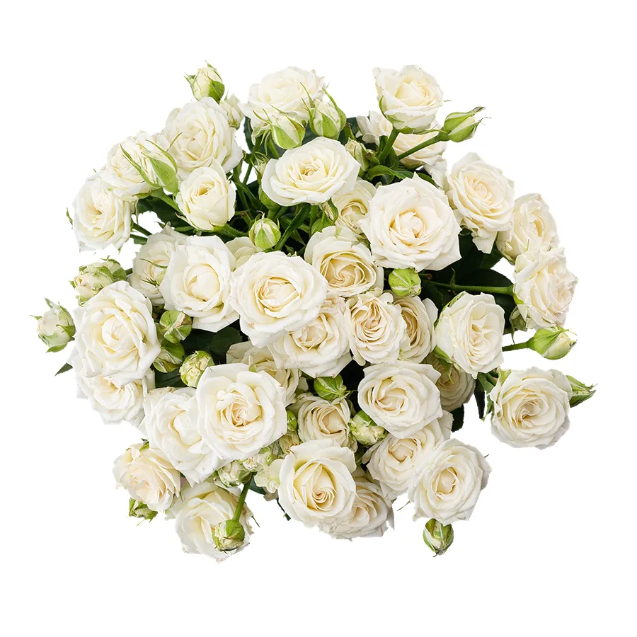 Букет из 7 белых кустовых роз Жозефина (02784)