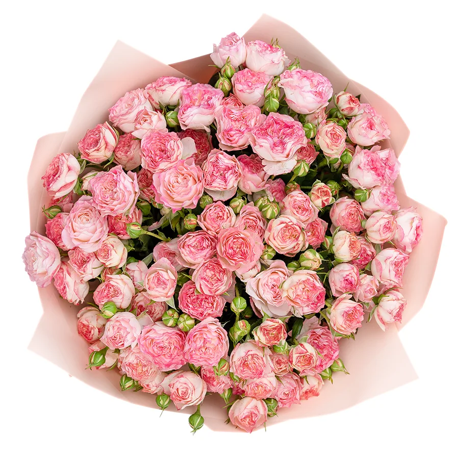 Букет из 21 нежно-розовой с яркими краями кустовой розы Свит Старс (02597)