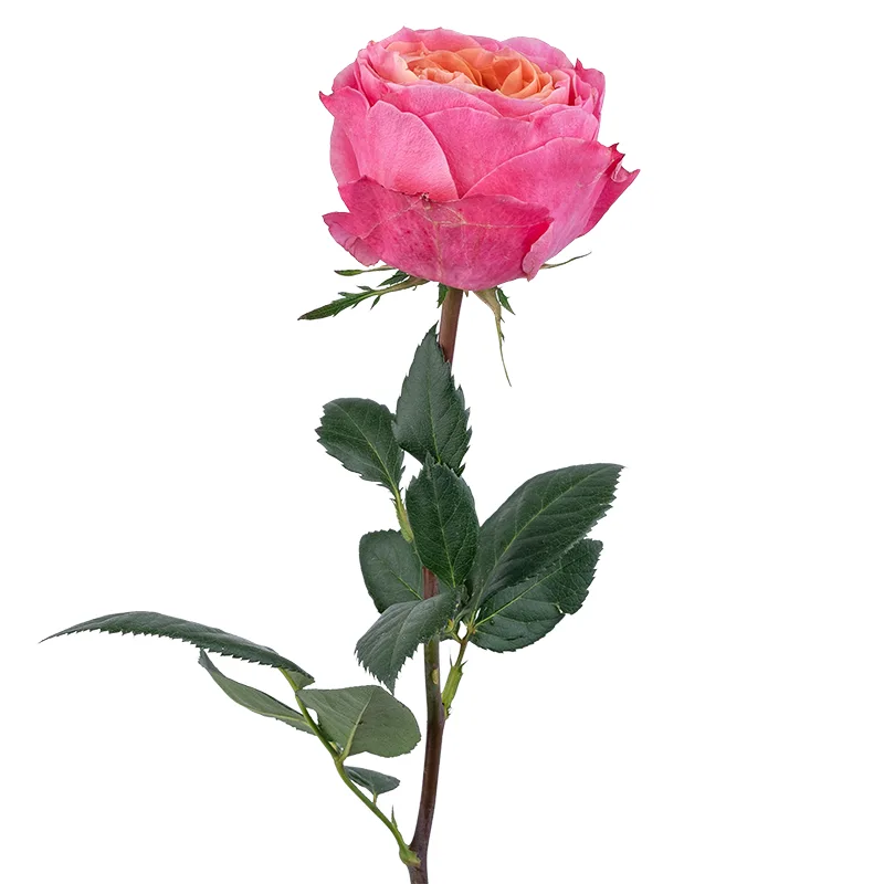 Роза садовая коралловая Роза Ловз Ми (00253)