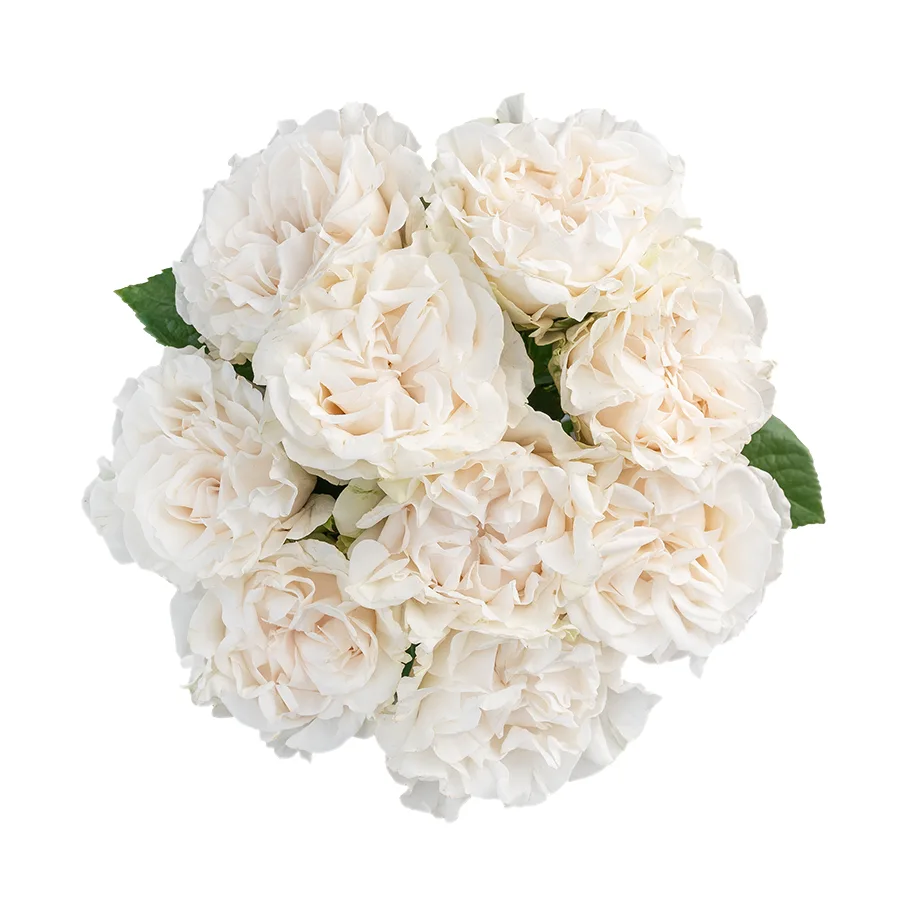 Букет из 9 белых пионовидных роз Коттон Экспрешн (03154)