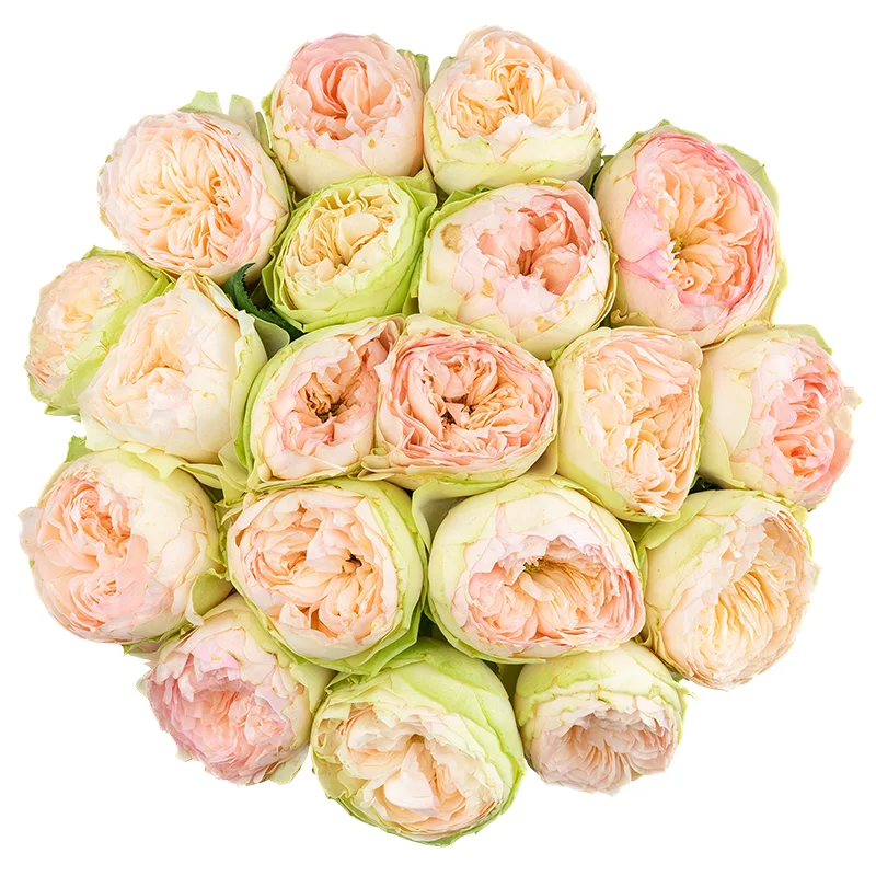 Букет из 19 кремово-розовых садовых роз Пинки Пай (01623)