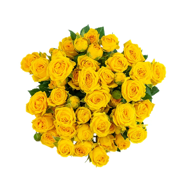 Букет из 9 жёлтых кустовых роз Йелоу Бейб (01502)