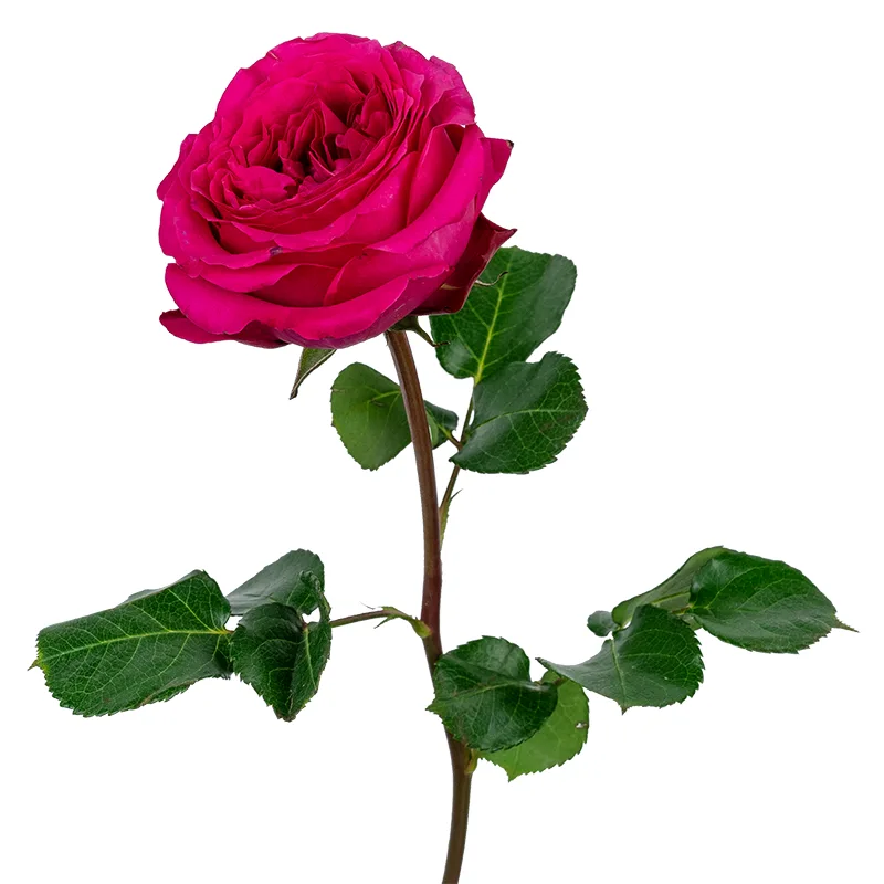 Роза садовая малиновая Дэвида Остина Аускоппель (00505)