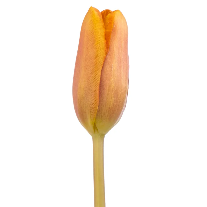 Тюльпан оранжевый (00148)