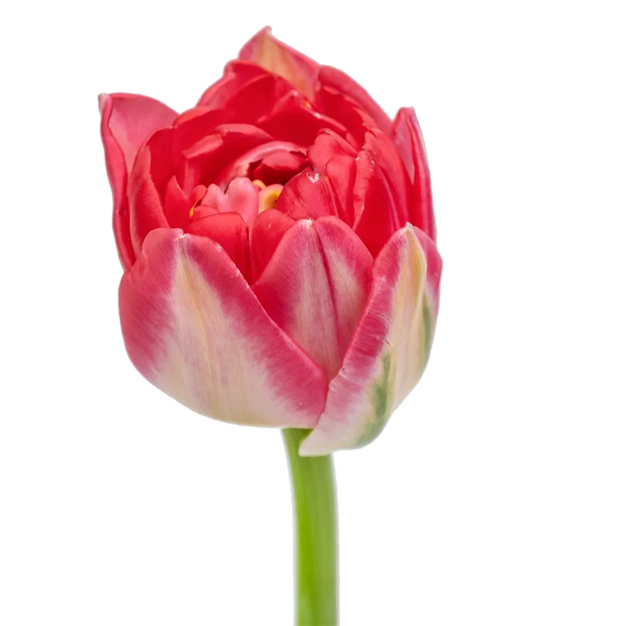 Тюльпан махровый красный Памплона (00384)