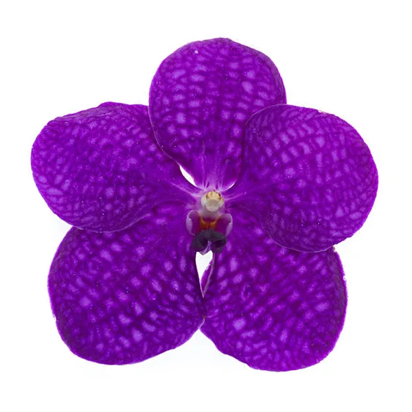 Орхидея Фаленопсис фиолетовая (00448)