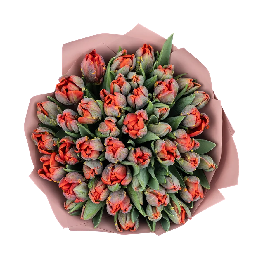 Букет из 45 красных попугайных тюльпанов Пэррот Рококо (01978)