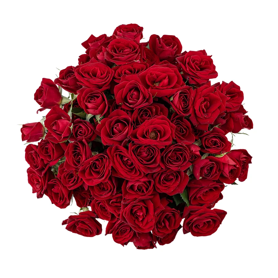 Букет из 19 бордовых кустовых роз Доминика (03079)