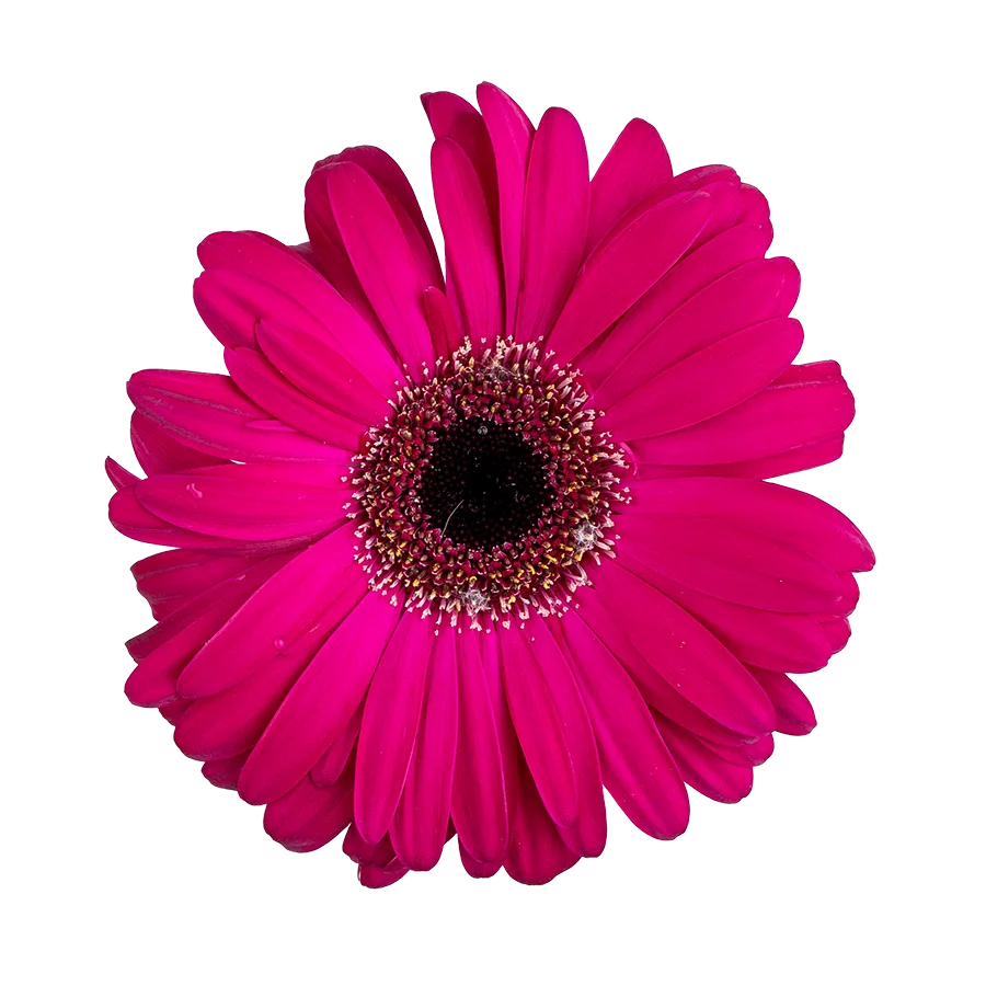 Гербера (Gerbera) малиновая (00090)