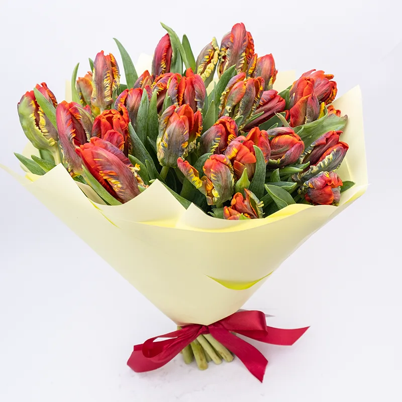 Букет из 27 красных попугайных тюльпанов Пэррот Рококо (01987)