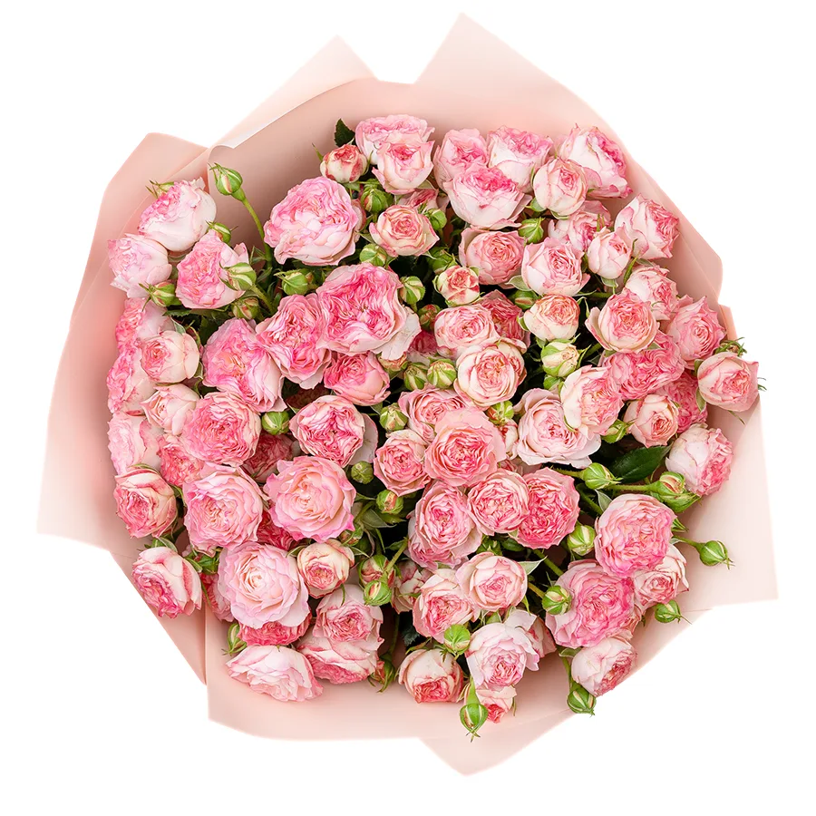 Букет из 19 нежно-розовых с яркими краями кустовых роз Свит Старс (02598)