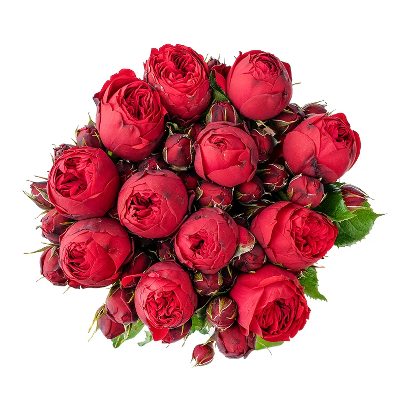 Букет из 11 красных кустовых пионовидных роз Пиано (01362)