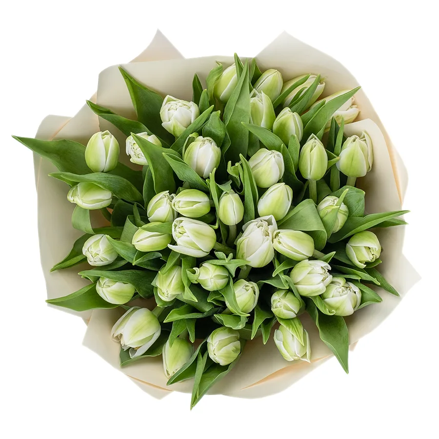 Букет из 35 белых махровых тюльпанов Вайт Херт (02456)