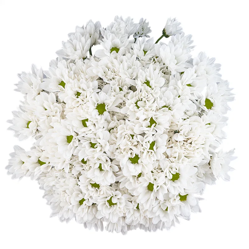 Букет из 15 белых кустовых хризантем (01788)