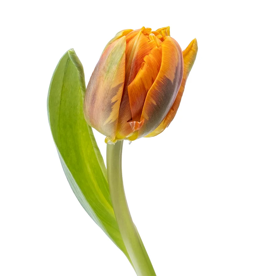 Тюльпан махровый оранжевый Оранж Принцесс (00576)