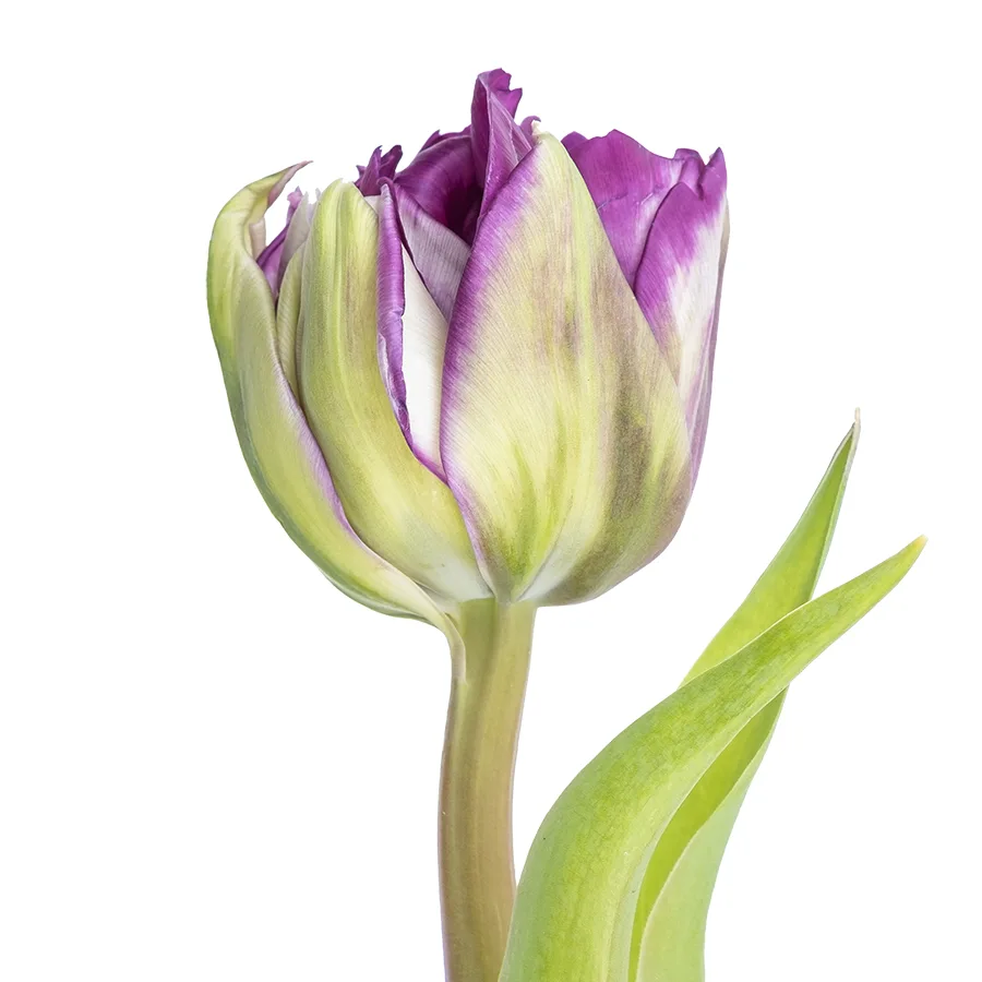 Тюльпан махровый пионовидный фиолетовый Пурпл Пеони (00801)