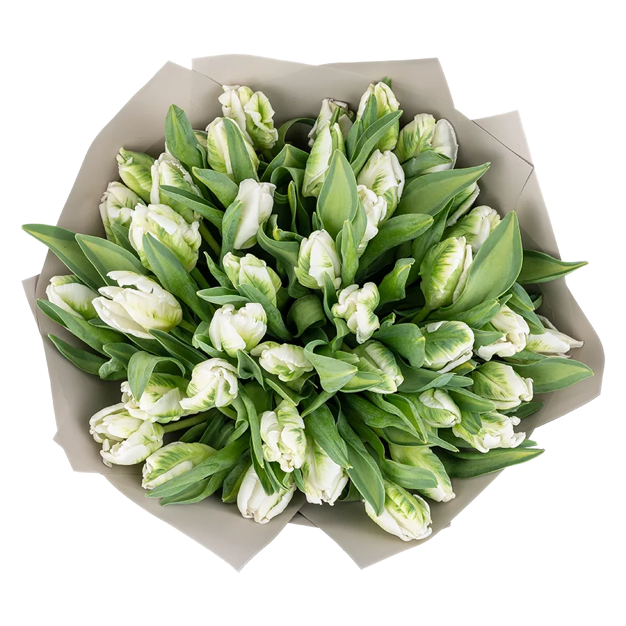 Букет из 41 белого попугайного тюльпана Супер Пэррот (01995)