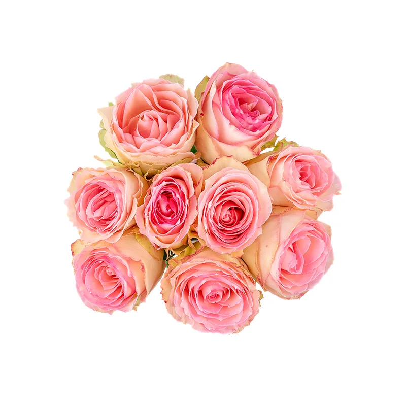 Букет из 9 розовых роз Эсперанс (01242)