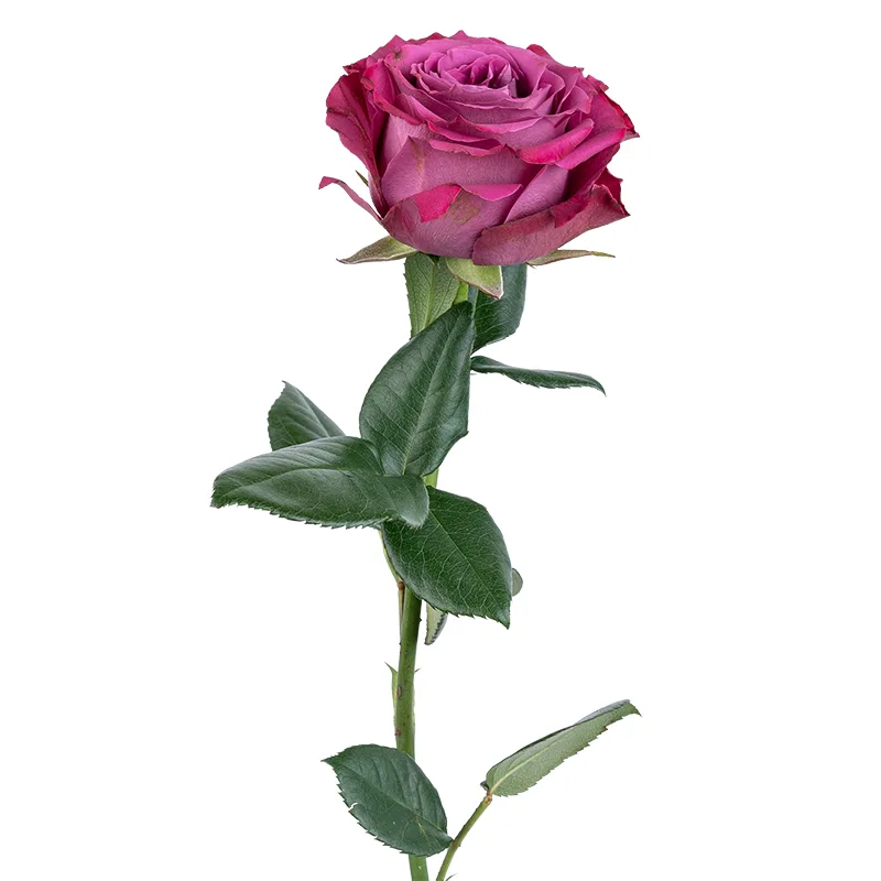 Роза садовая фиолетовая Прешиус Моментс (00223)