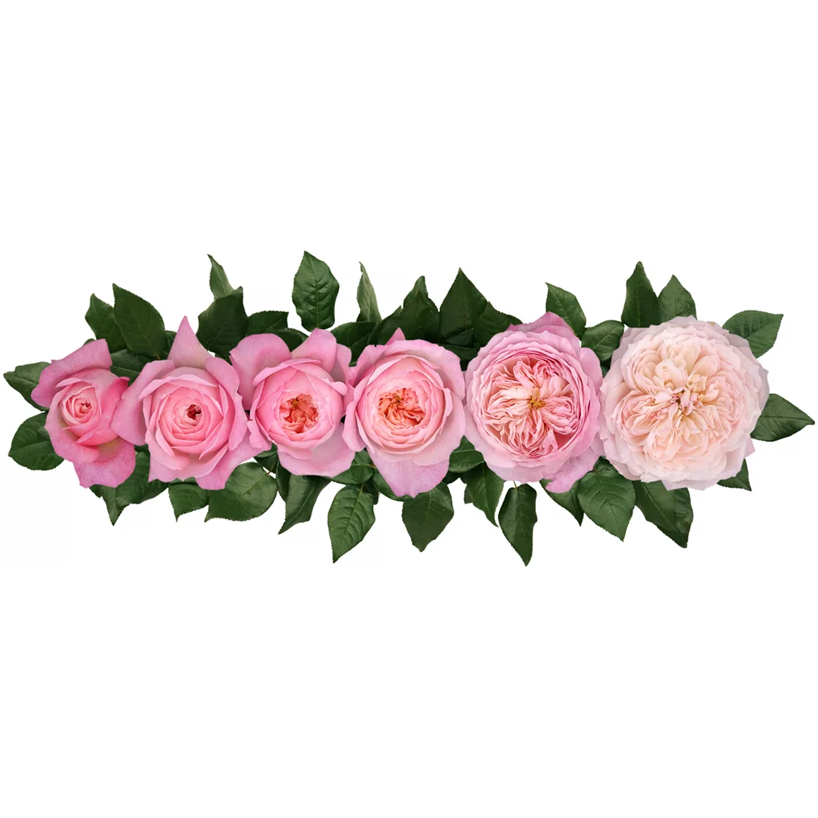 Роза садовая розовая Дэвида Остина Констанс (00228)