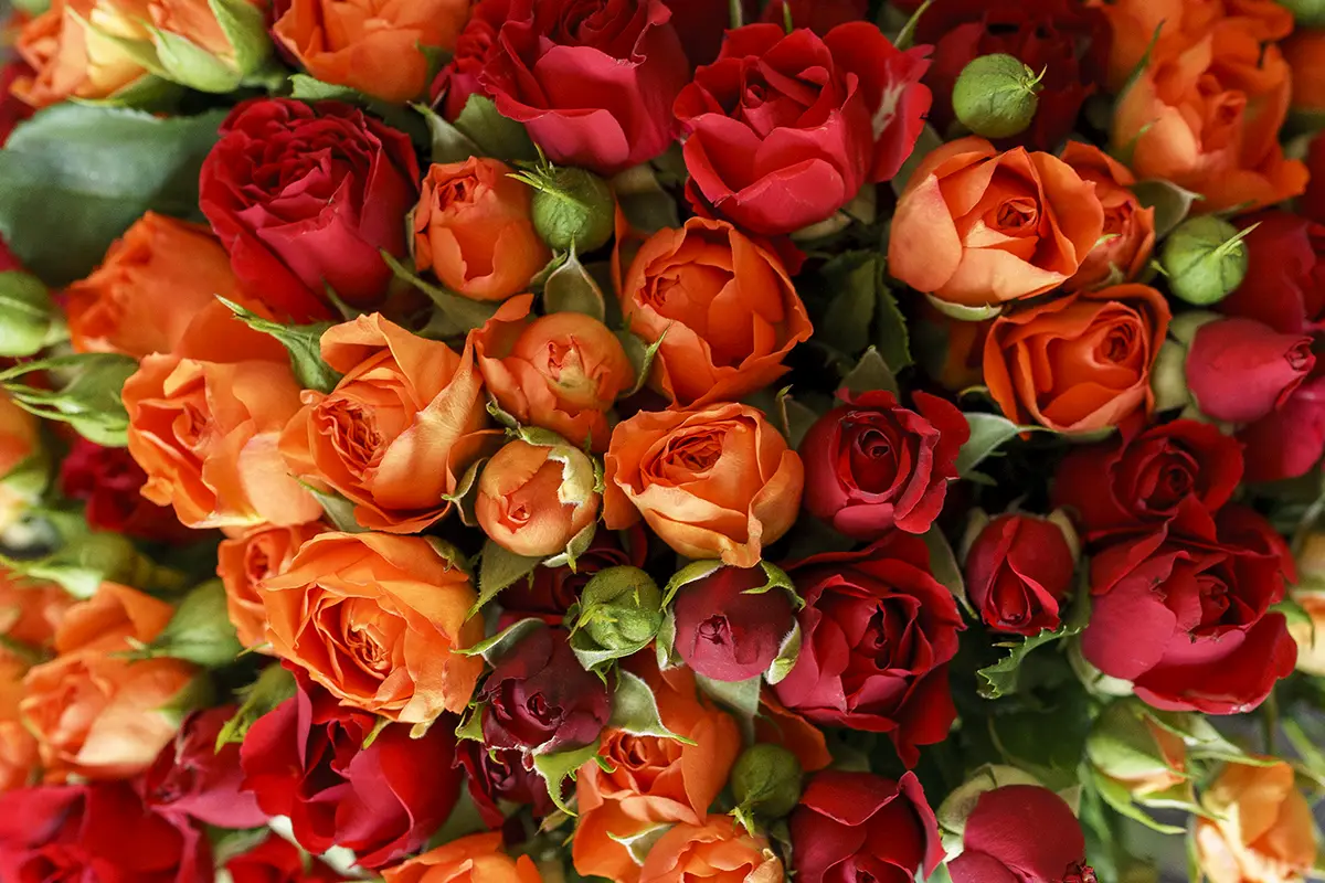 Букет из 25 оранжевых и красных кустовых роз (00431)