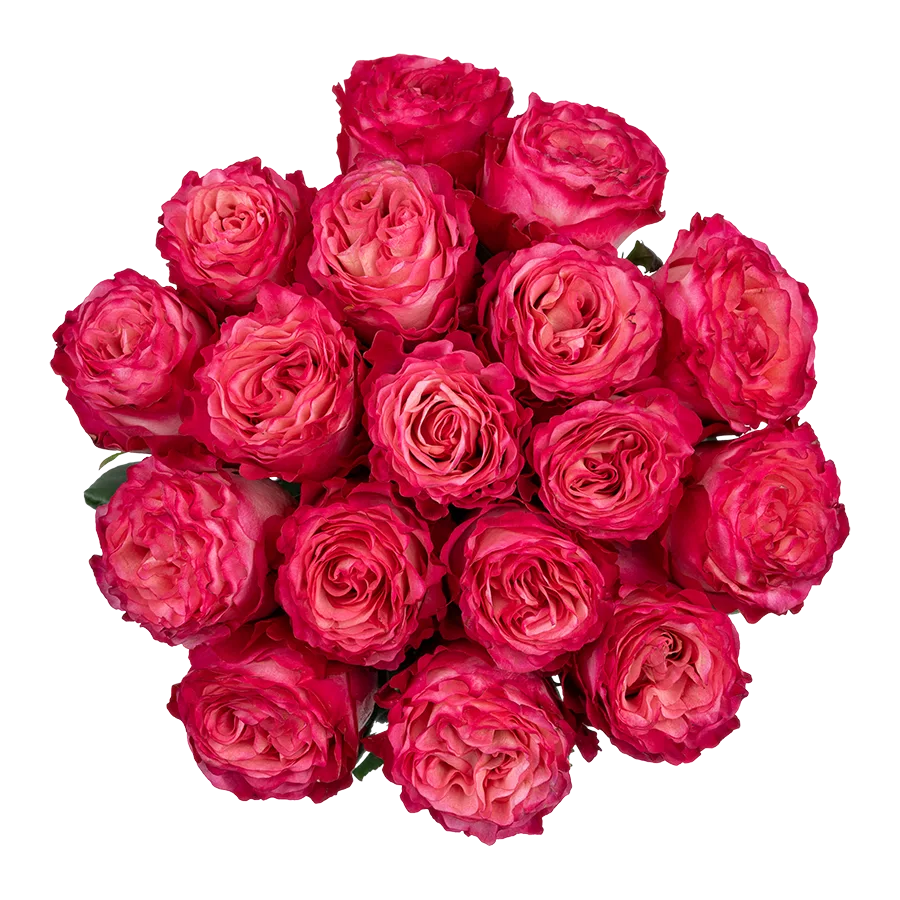 Букет из 17 ярко-малиновых роз Энчентмент (03859)