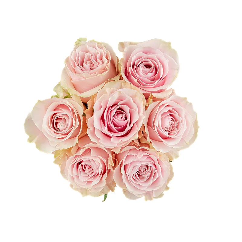 Букет из 7 розово-кремовых роз Пинк Мондиаль (01566)