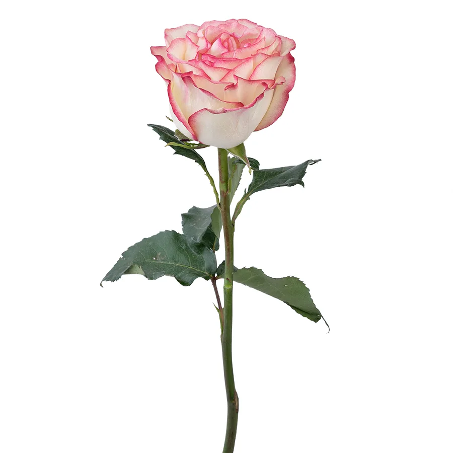 Роза бело-розовая с малиновыми краями Палома 60 см (03048)