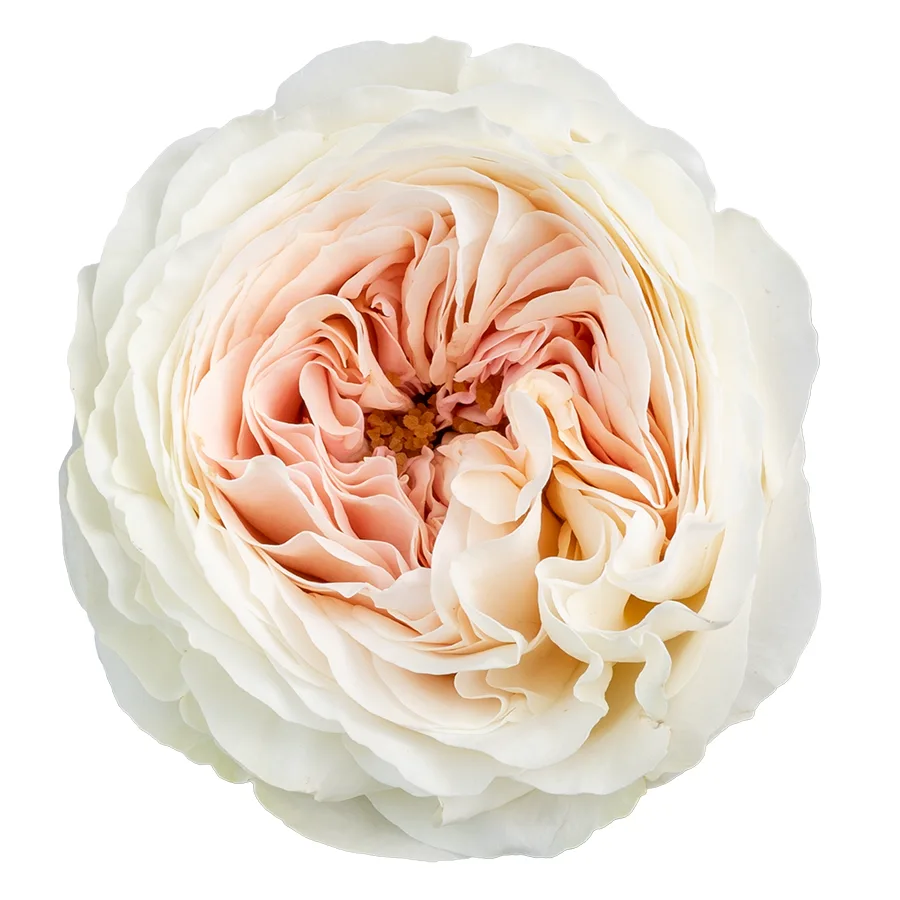 Роза садовая бело-розовая Лорена Саммерхаус 60 см (03181)
