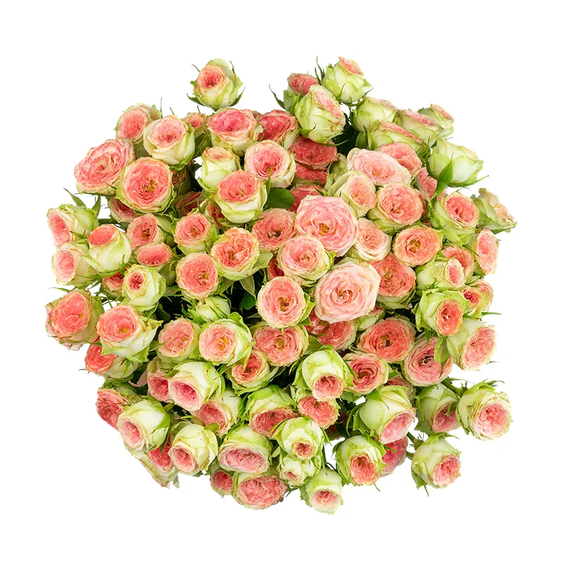 Букет из 19 розово-салатовых кустовых роз Папарацци! (01708)