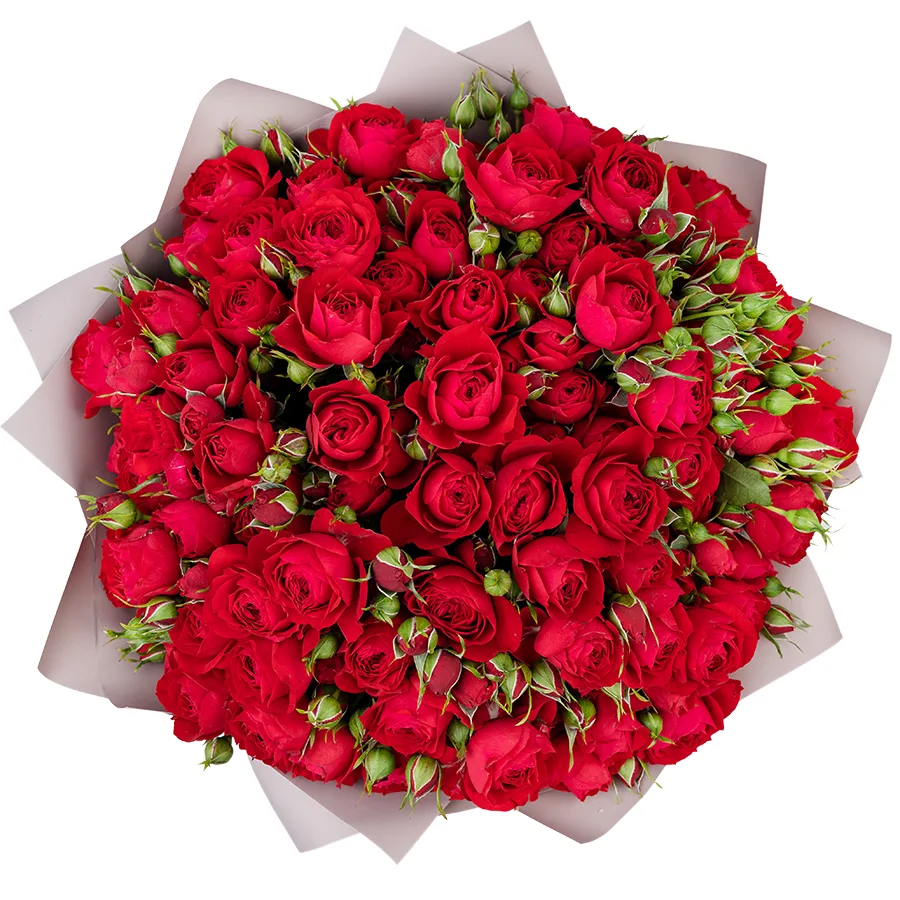 Букет из 17 ярко-красных кустовых пионовидных роз Скарлет Дименшн (02757)