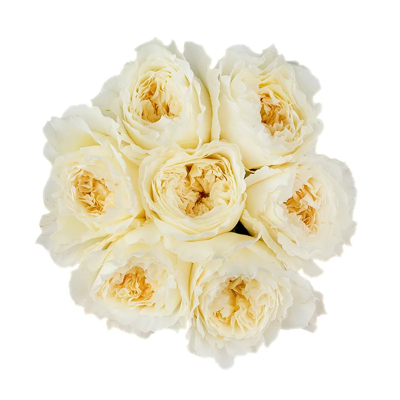 Букет из 7 белых садовых роз Дэвида Остина Пейшенс (01467)