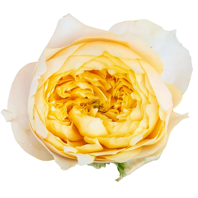 Роза садовая жёлтая Голден Вувузела (00218)