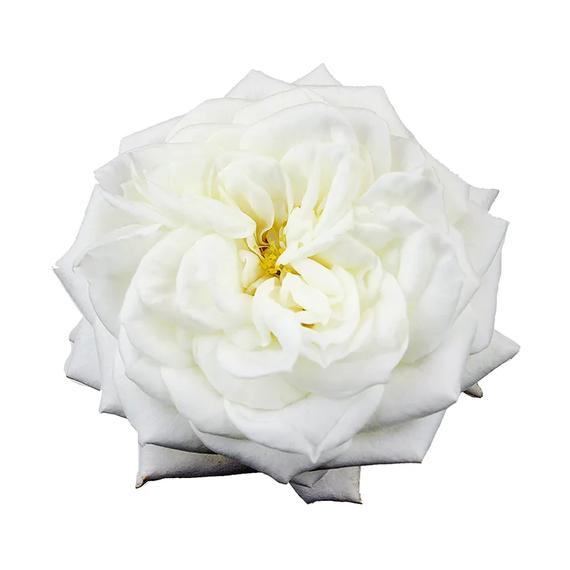 Роза садовая белая Алебастр (00210)