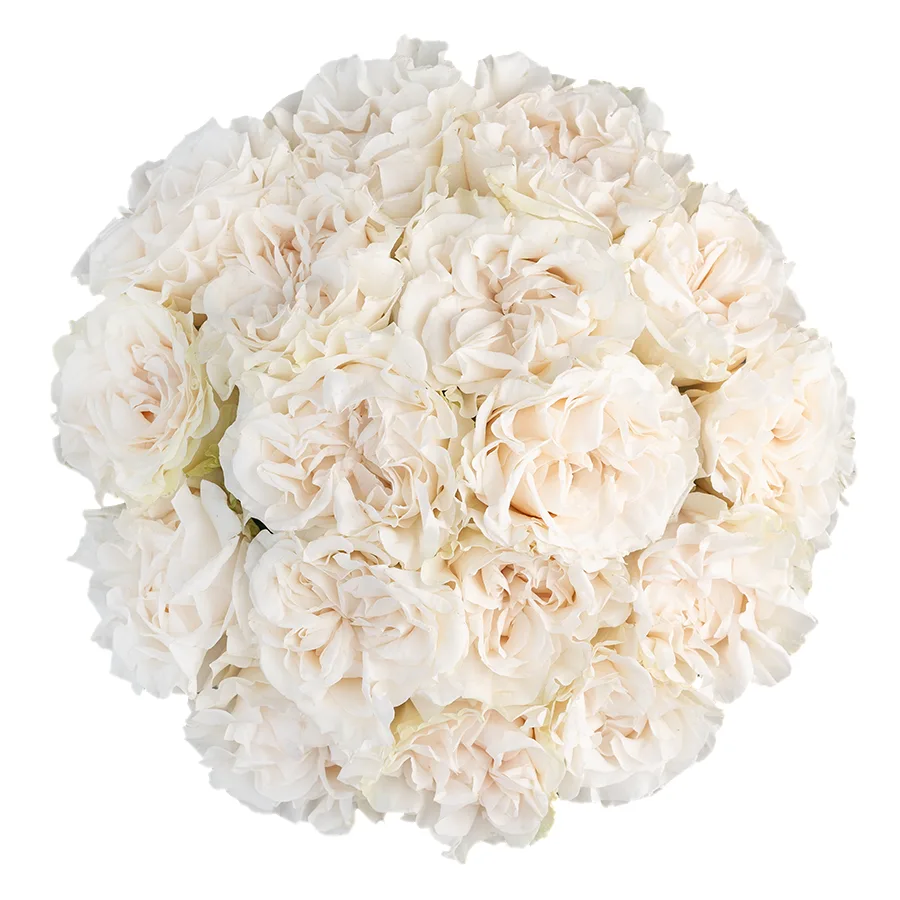 Букет из 17 белых пионовидных роз Коттон Экспрешн (03150)
