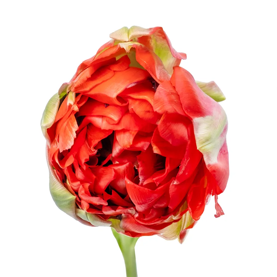 Тюльпан гигантский махровый красно-оранжевый Гудошник Дабл 65 см (00016)