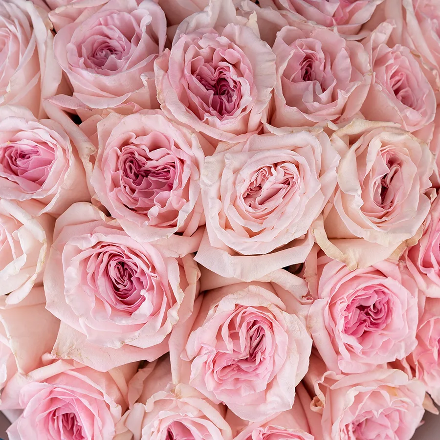 Букет из 25 ароматных розовых садовых роз Пинк О’Хара в упаковке (02790)