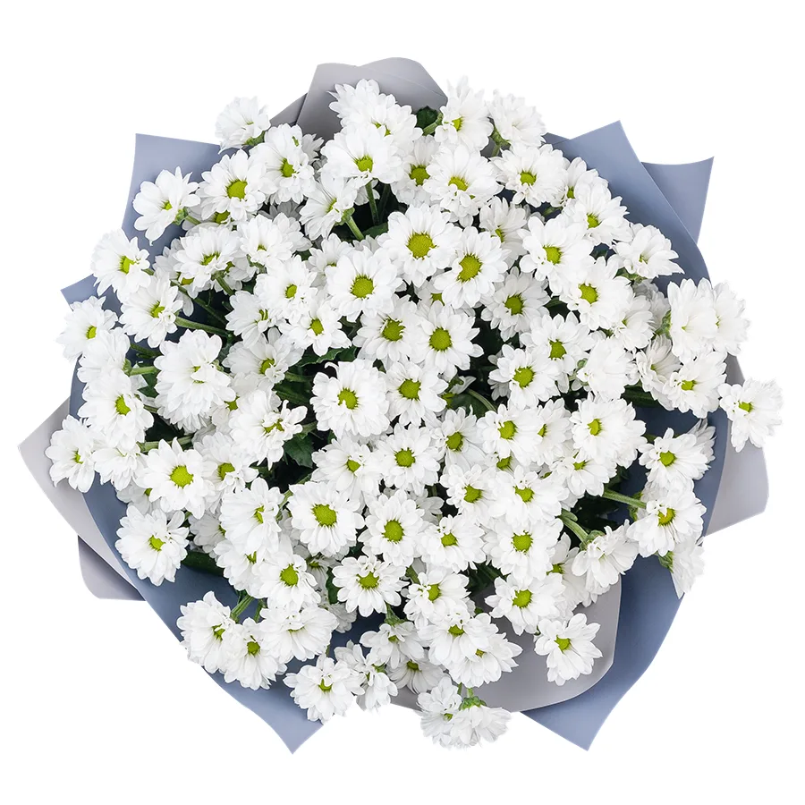 Букет из 17 белых кустовых хризантем Сантини Баунсер (02729)
