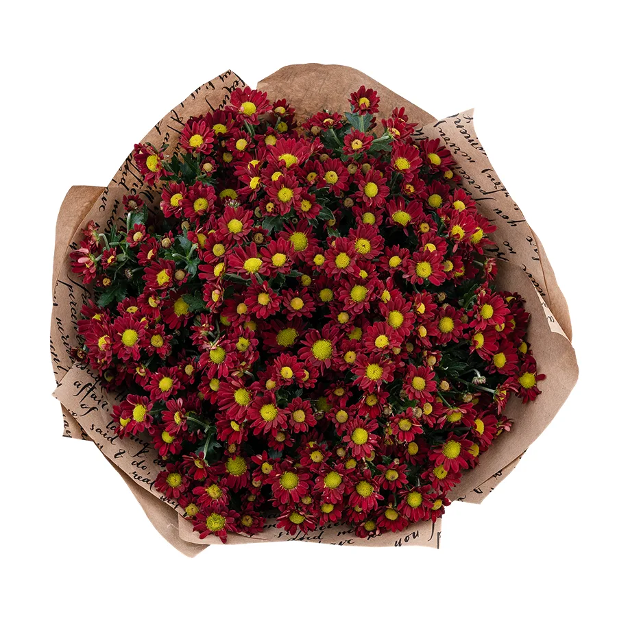 Букет из 15 красных кустовых хризантем Сантини Мадиба Дунга Рэд (02942)