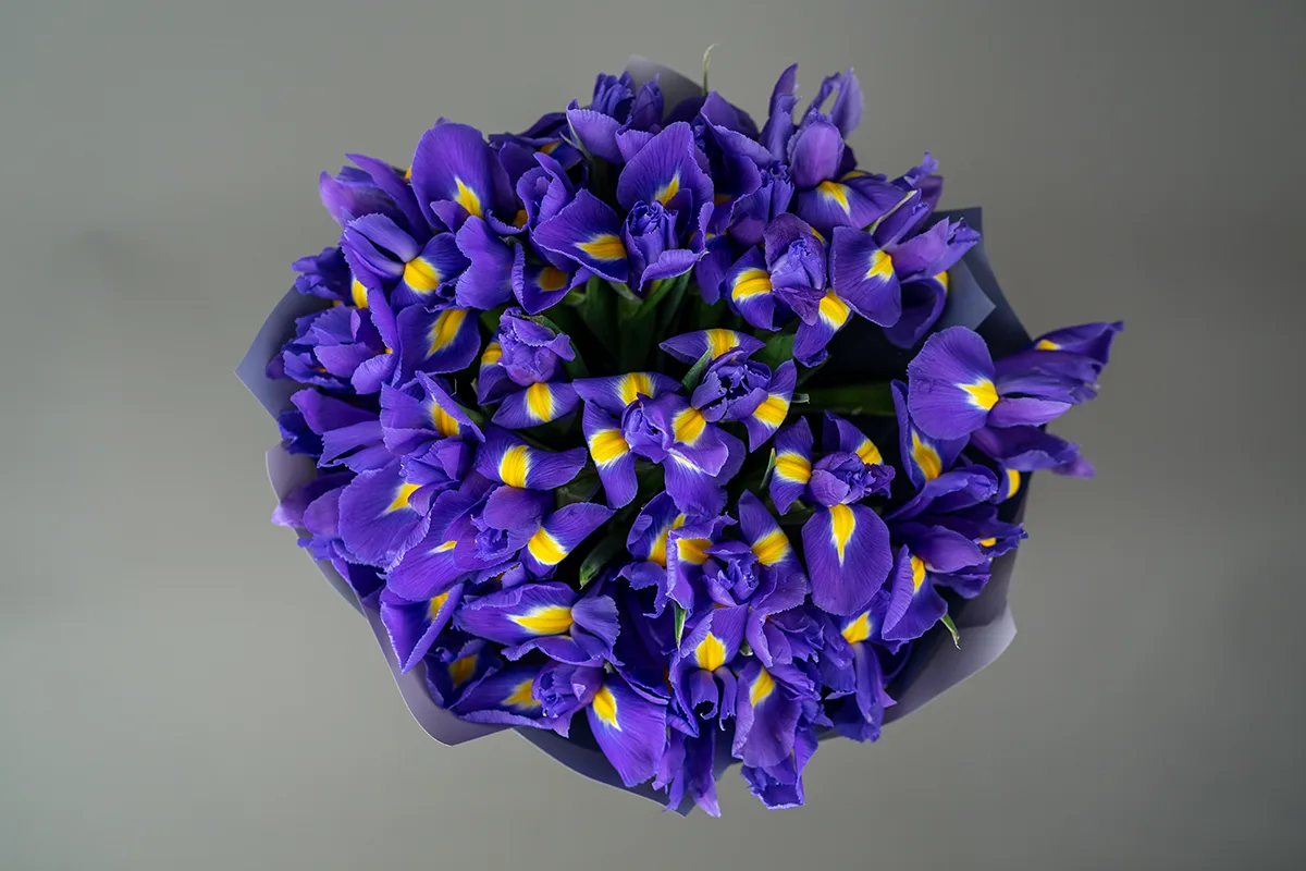 Букет из 29 фиолетово-синих ирисов Блю Мэйджик (01182)