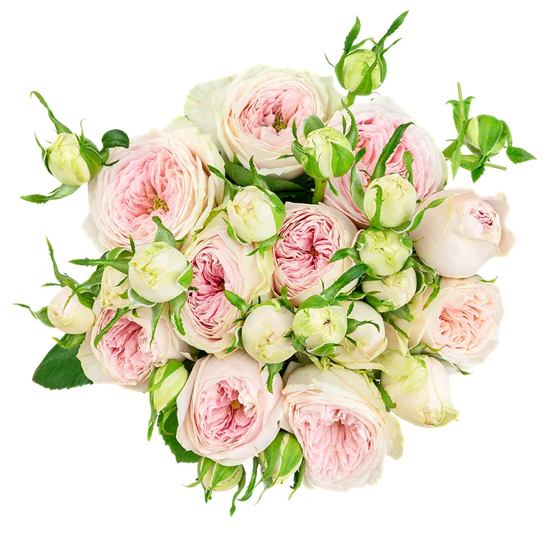 Букет из 9 нежно-розовых кустовых роз Балерина Саммерхаус (01480)