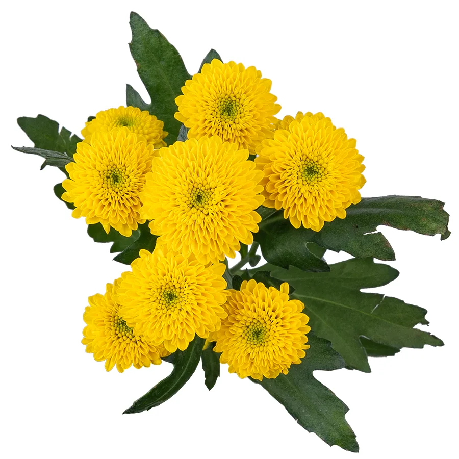 Хризантема кустовая желтая Сантини Ауринко (02657)