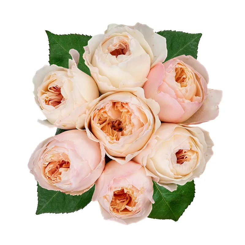 Букет из 7 персиковых садовых роз Дэвида Остина Джульетта (01461)