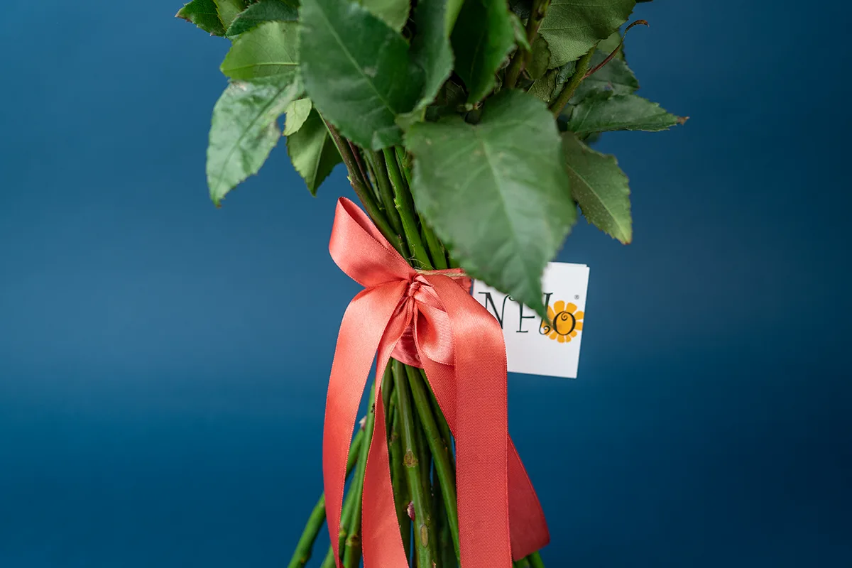 Букет из 25 кремовых с красными краями роз Свитнес (01365)