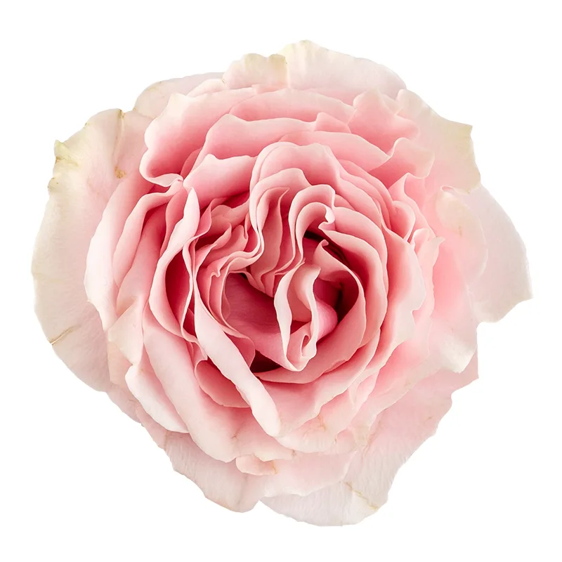 Роза розово-кремовая Пинк Мондиаль 60 см (00233)