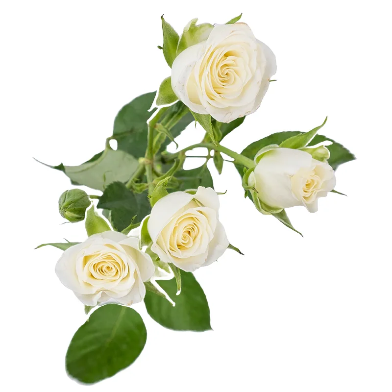 Роза кустовая белая Сноуфлейк 70 см (00013)