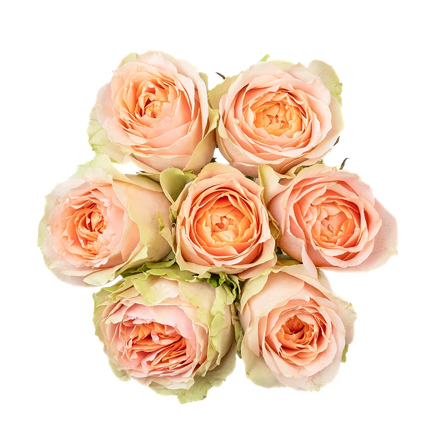 Букет из 7 зелёно-кремовых садовых роз Гравити (02619)