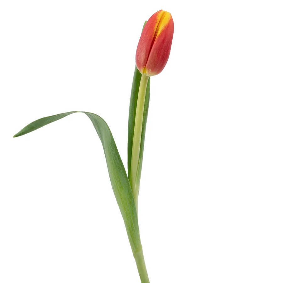 Тюльпан оранжево-красный (03033)