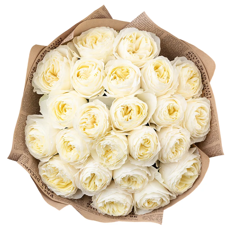 Букет из 23 бело-кремовых пионовидных роз Колдплей (02871)